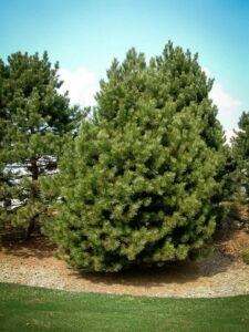 Сосна Чёрная (Pinus Nigra) купить по цене от 270.00р. в интернет-магазине «Посадика» с доставкой почтой в в Евпаторияе и по всей России – [изображение №1].