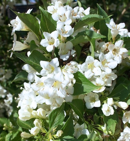 Вейгела цветущая “Бристол Сноуфлейк” купить по цене от 340.00р. в интернет-магазине «Посадика» с доставкой почтой в в Евпаторияе и по всей России – [изображение №1].