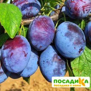 Слива Чачакская ранняя купить по цене от 229.00р. в интернет-магазине «Посадика» с доставкой почтой в в Евпаторияе и по всей России – [изображение №1].