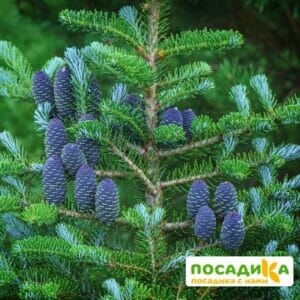 Пихта корейская (Abies koreana) купить по цене от 450.00р. в интернет-магазине «Посадика» с доставкой почтой в в Евпаторияе и по всей России – [изображение №1].