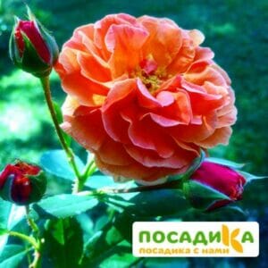 Роза Арабия купить по цене от 350.00р. в интернет-магазине «Посадика» с доставкой почтой в в Евпаторияе и по всей России – [изображение №1].