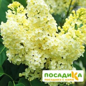 Сирень Примроуз (Primrose) купить по цене от 529.00р. в интернет-магазине «Посадика» с доставкой почтой в в Евпаторияе и по всей России – [изображение №1].