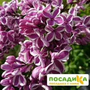 Сирень Сенсация купить по цене от 529.00р. в интернет-магазине «Посадика» с доставкой почтой в в Евпаторияе и по всей России – [изображение №1].