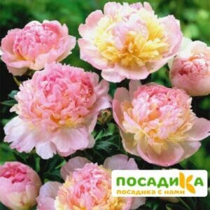 Пион Распберри Сандей (Paeonia Raspberry Sundae) купить по цене от 959р. в интернет-магазине «Посадика» с доставкой почтой в в Евпаторияе и по всей России – [изображение №1].