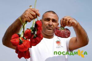 Клубника Гигант Джорнея купить по цене от 266р. в интернет-магазине «Посадика» с доставкой почтой в в Евпаторияе и по всей России – [изображение №1].