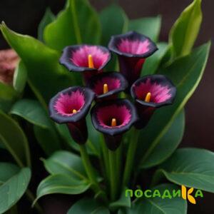 Калла Аура Лейс купить по цене от 400р. в интернет-магазине «Посадика» с доставкой почтой в в Евпаторияе и по всей России – [изображение №1].