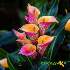 Калла Оникс купить по цене от 450р. в интернет-магазине «Посадика» с доставкой почтой в в Евпаторияе и по всей России – [изображение №1].