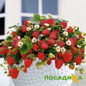 Клубника Рубиновый Шепот (горшечная) купить по цене от 240р. в интернет-магазине «Посадика» с доставкой почтой в в Евпаторияе и по всей России – [изображение №1].