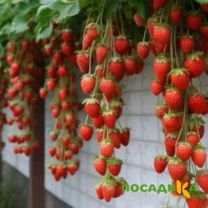 Клубника вьющаяся Комплимент купить по цене от 470р. в интернет-магазине «Посадика» с доставкой почтой в в Евпаторияе и по всей России – [изображение №1].