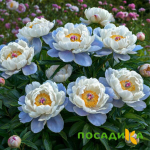 Пион акварельный Этюд купить по цене от 806р. в интернет-магазине «Посадика» с доставкой почтой в в Евпаторияе и по всей России – [изображение №1].