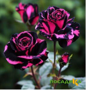 Роза Багровый Шепот купить по цене от 366р. в интернет-магазине «Посадика» с доставкой почтой в в Евпаторияе и по всей России – [изображение №1].