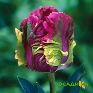 Тюльпан Экзотик Хэвен купить по цене от 186р. в интернет-магазине «Посадика» с доставкой почтой в в Евпаторияе и по всей России – [изображение №1].