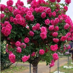 Роза Версаля купить по цене от 232р. в интернет-магазине «Посадика» с доставкой почтой в в Евпаторияе и по всей России – [изображение №1].