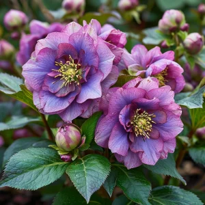 Морозник Айс Принцесс Чарм купить по цене от 650р. в интернет-магазине «Посадика» с доставкой почтой в в Евпаторияе и по всей России – [изображение №1].