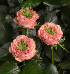 Роза Амбер Инчант купить по цене от 495р. в интернет-магазине «Посадика» с доставкой почтой в в Евпаторияе и по всей России – [изображение №1].