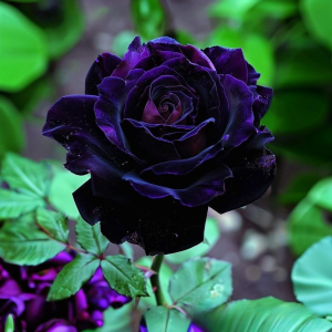 Роза Блэк Пантер купить по цене от 319р. в интернет-магазине «Посадика» с доставкой почтой в в Евпаторияе и по всей России – [изображение №1].