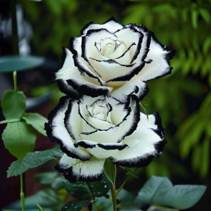 Роза Силк Ивин купить по цене от 319р. в интернет-магазине «Посадика» с доставкой почтой в в Евпаторияе и по всей России – [изображение №1].