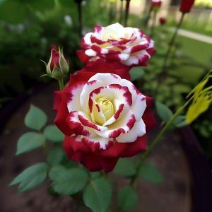 Роза Роял Глом купить по цене от 401р. в интернет-магазине «Посадика» с доставкой почтой в в Евпаторияе и по всей России – [изображение №1].