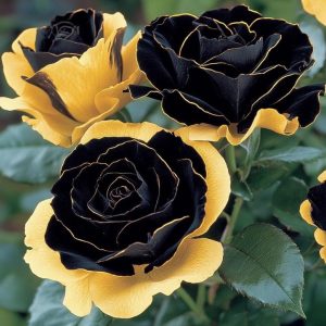 Роза Ханни Сикл купить по цене от 700р. в интернет-магазине «Посадика» с доставкой почтой в в Евпаторияе и по всей России – [изображение №1].