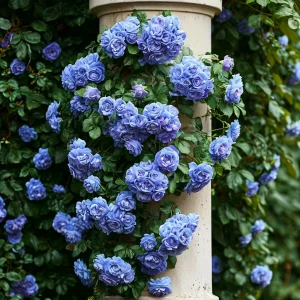 Роза плетистая Блю Перпл купить по цене от 540р. в интернет-магазине «Посадика» с доставкой почтой в в Евпаторияе и по всей России – [изображение №1].